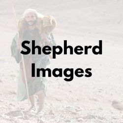 Shepherd Images 
