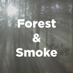 Stock Videography: Forest and Smoke