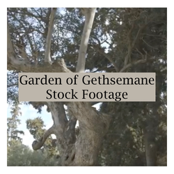 Garden of Gethsemane Stock Footage