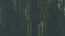Artwork Trees 1
