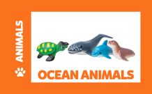 Ocean Animals