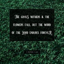 1 Peter 1:24