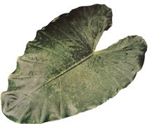 Leaf 1