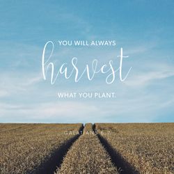 Galatians 6:7