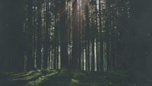 Artwork Trees 2