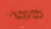 Branches - Blank
